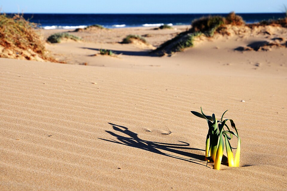 Dunas del Carabasí (Elche)
