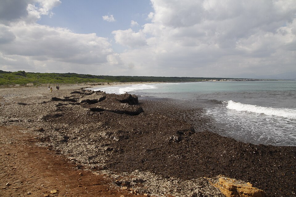 Playa de Sa Canova (Artá)